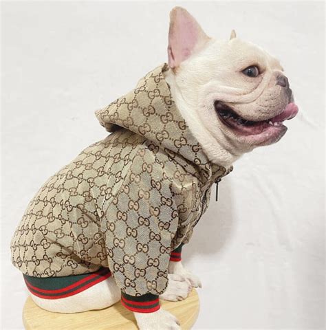 gucci dog jacket